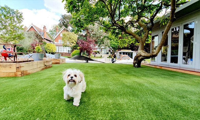 Artificial Grass Dog Easigrass JHB North