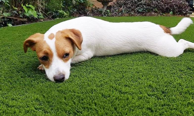 Artificial Grass Dog Resting Easigrass JHB North