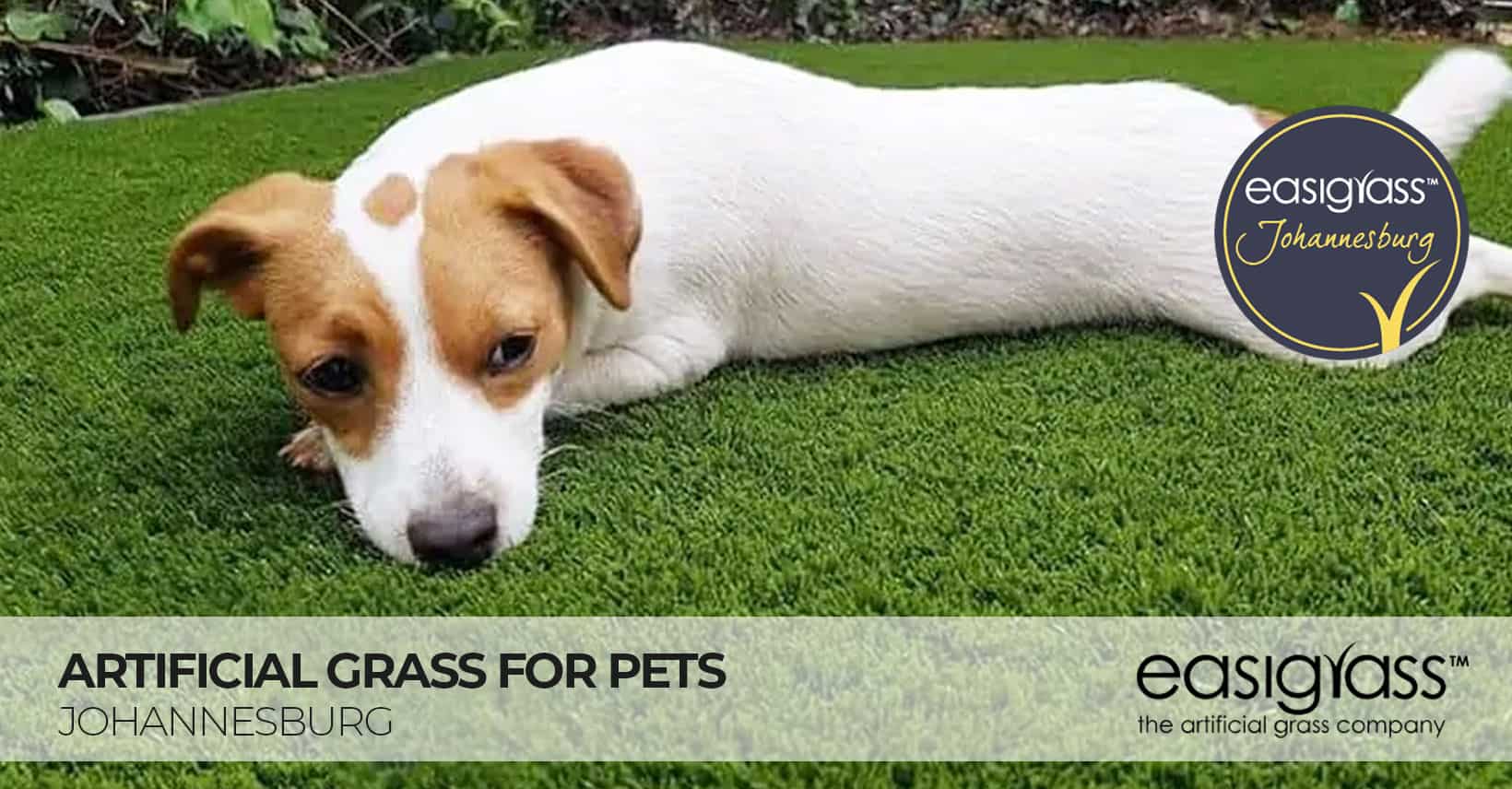 Pet Friendly Artificial Grass Easigrass Johannesburg