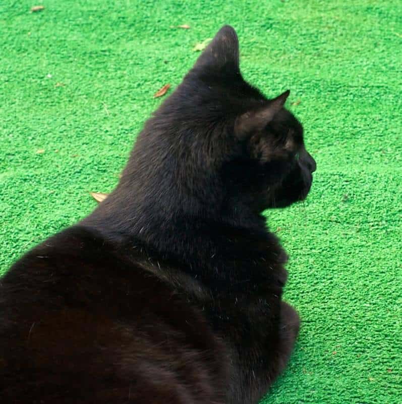 black cat lying on artificial grass