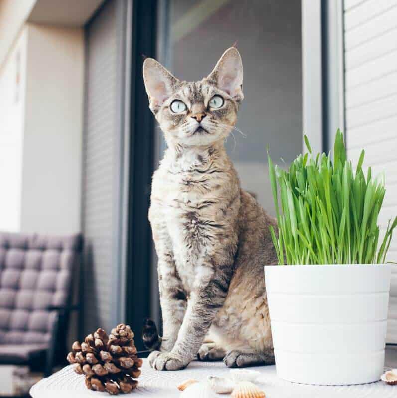 cat sitting on table with artificial grass in pot