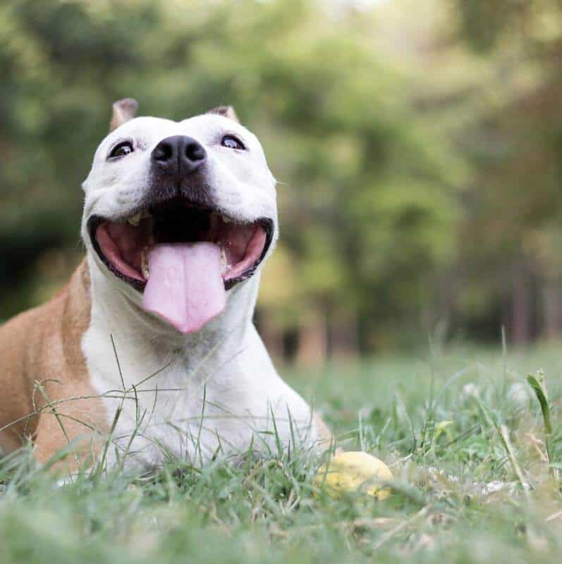 happy dog lying on grass with ball