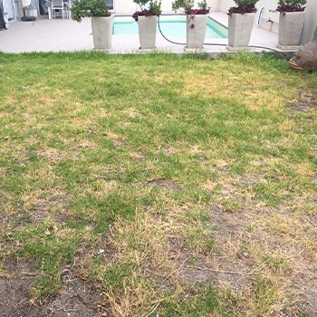 lawn replacement artificial lawn